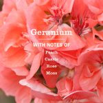 Geranium Multi-Surface Concentrate - Image 4
